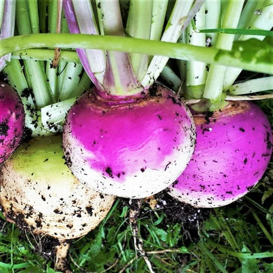 Purple Top Turnip Seeds - 100 Pack - Non-GMO Brassica rapa - American White Turnips for Home Gardening