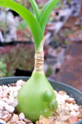 Albuca Bracteata Succulent - 3" Diameter Unusual Variety - Unique Plant for Home Decor - Albuca bracteata