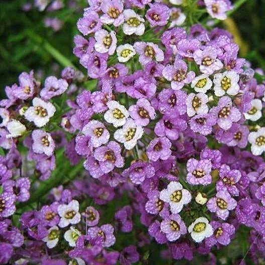 Sweet Alyssum Seeds - 1000 Non-GMO Dwarf Royal Carpet - Low Maintenance Perennial Ground Cover - Lobularia maritima
