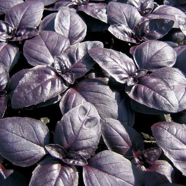 Basil Seeds 240 Count Red Rubin Herb Ocimum basilicum 'Red Rubin' for Home Garden Culinary Use