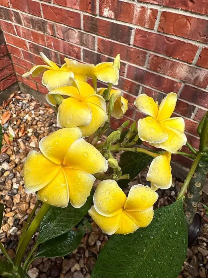 Bali Yellow Plumeria Seedling Plant in 2.5-Inch Pot - Plumeria spp. - Tropical Flowering Plant, Fragrant Yellow Flowers