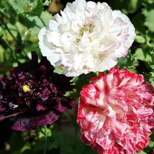 Poppy Seeds 500 Count Antique Shades Mix Non-GMO Peony Blooms Papaver somniferum Frilly Flower Garden Seeds