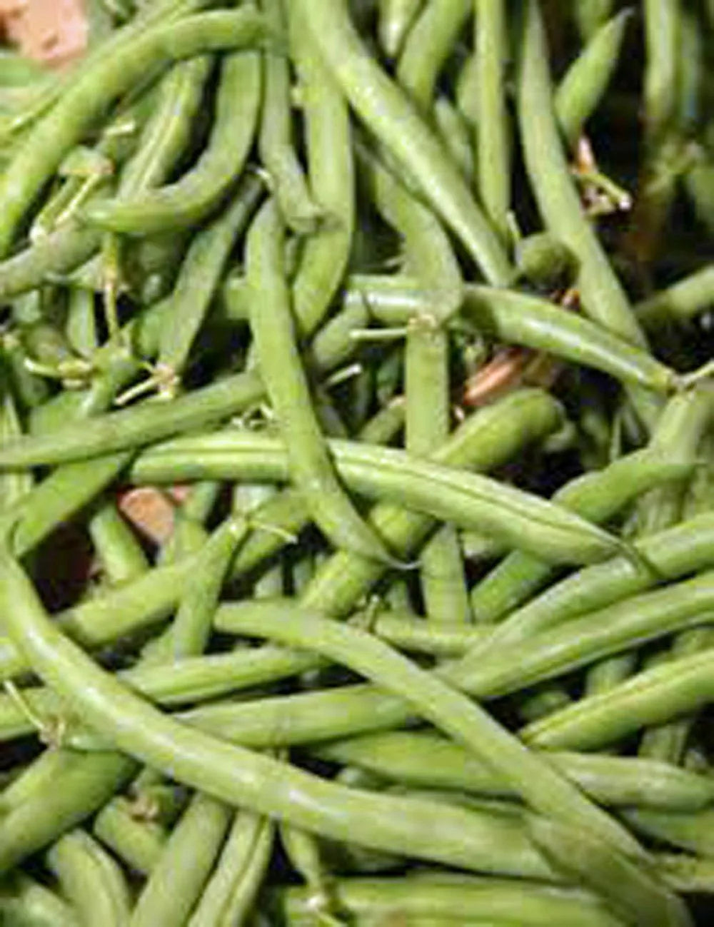Stringless Green Bean Seeds 1 Ounce Non-GMO Organic Phaseolus vulgaris - Easy to Grow for Home Gardens