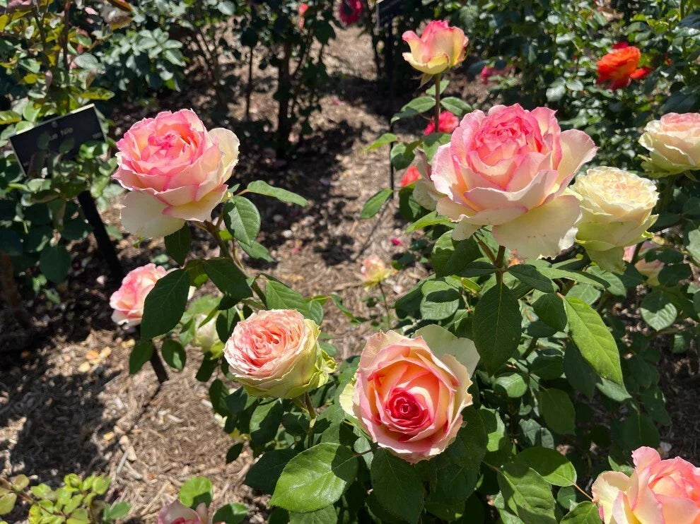 Hybrid Tea Rose Bare Root Plant, Euphoria Variety, Rosa 'Euphoria', Ideal for Bouquets, Fragrant Blooms, 2 Years Old