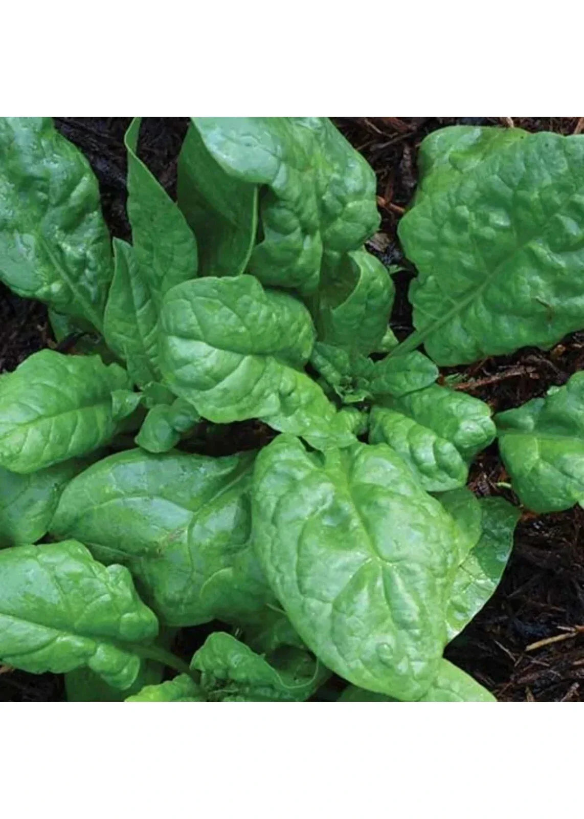 Non-GMO Spinach Seeds - Smooth Leaf, Heat Tolerant - America Variety (Spinacia oleracea) - Seed Packets for Home Gardening