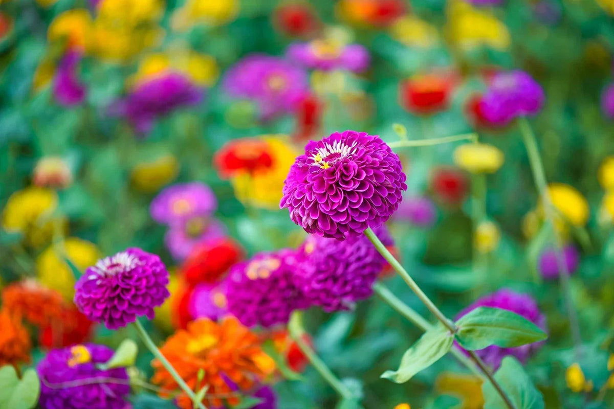Zinnia Seeds for Planting - 250+ Cut and Come Back - Vibrant Colors, Zinnia elegans - Easy to Grow, Attracts Pollinators