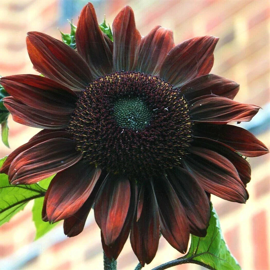 Chocolate Cherry Sunflower Seeds - Dark Red Garden Flower Seeds - Helianthus annuus - 50 Non-GMO Seeds for Planting 2025