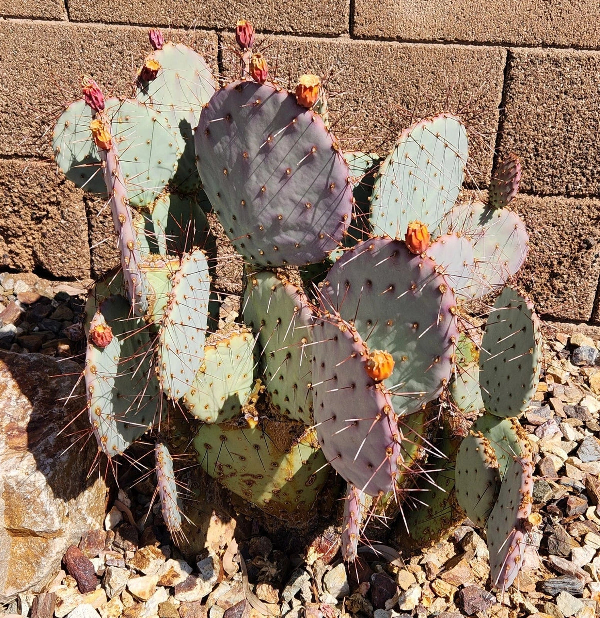 Live Cactus Cutting Pad - Opuntia Macrocentra Black Spine Prickly Pear - Succulent Garden Decor - 1 Piece