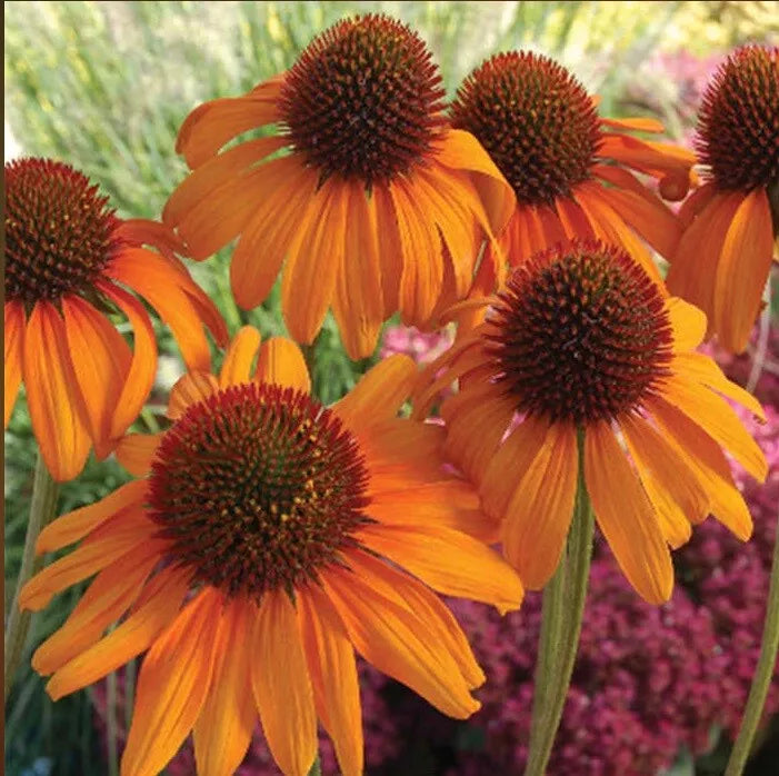 Bright Orange Coneflower Seeds - 50 Perennial Flower Seeds - Echinacea Purpurea - Attracts Pollinators, Easy to Grow