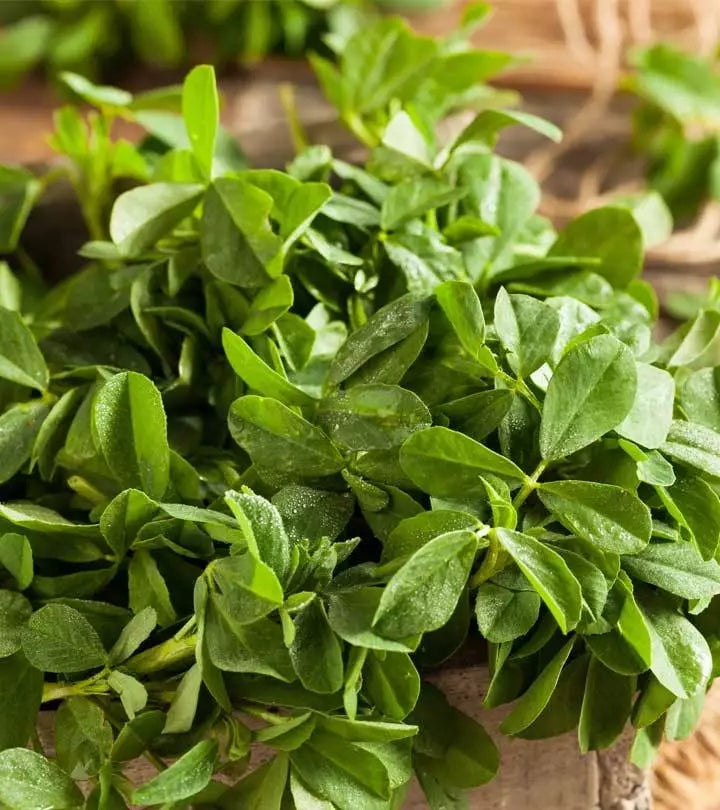 Fenugreek Herb Powder, Non-GMO, Heirloom, Trigonella foenum-graecum, Various Sizes for Culinary Use