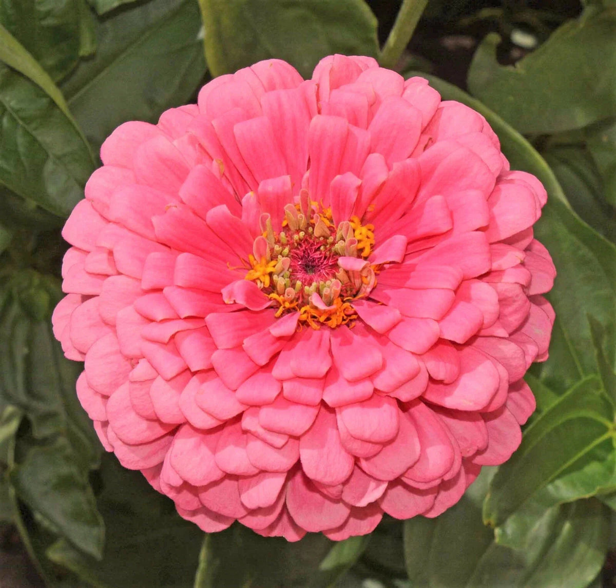 Zinnia Seeds Packet - Giant Hot Pink Flowers - Non-GMO Pollinator Friendly - Zinnia elegans - 50 Seeds