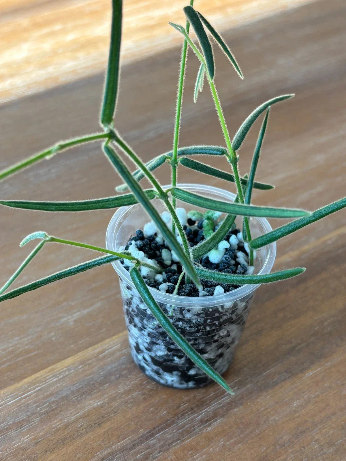 Hoya Cuttings Set of 6 | Rare Wax Plants | Hoya spp. | Perfect for Plant Lovers and Propagation