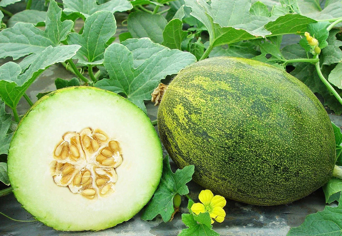Coconut Melon Seeds - 10 Pack - Lambkin Melons - Cucumis melo - Sweet Creamy Flavor for Home Garden Planting