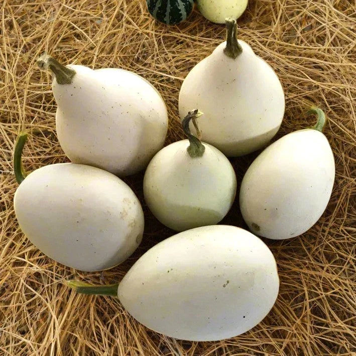 Ozark Nest Egg Gourd Seeds - Ornamental Dragon Eggs Variety - Cucurbita pepo - 2025 Planting Packet (20 Seeds)
