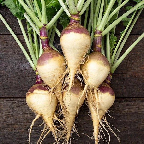 Rutabaga Seeds Pack 500+ Helenor Variety Brassica napus Non-GMO USA Grown for Garden Planting