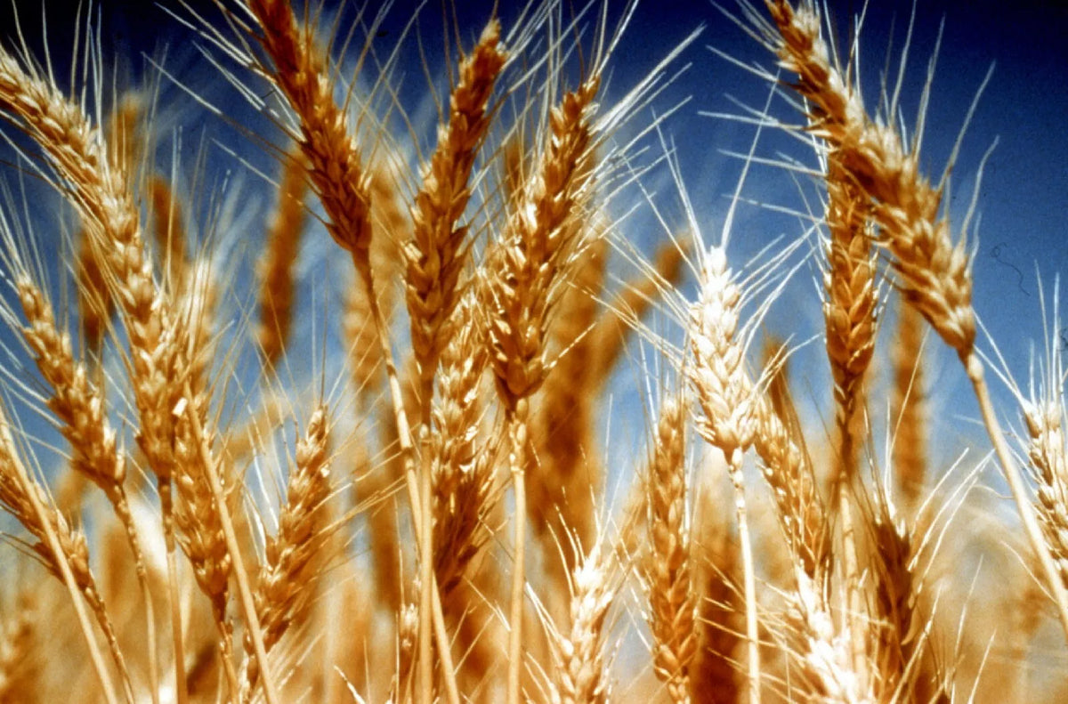 Organic Einkorn Seeds - 200+ Non-Hybrid Heirloom Varieties - Triticum monococcum - Ideal for Home Gardening and Baking