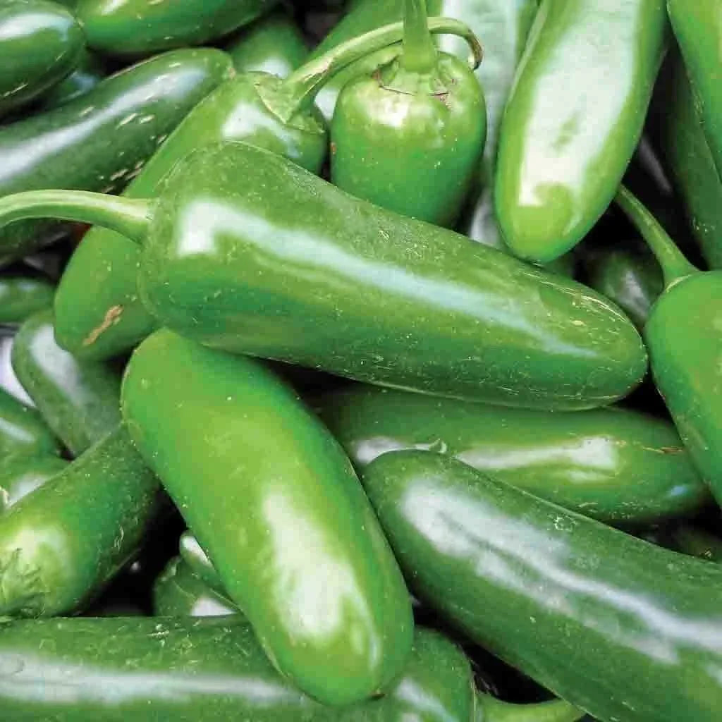 Jalapeno Pepper Seeds 50+ Non-GMO Spicy Vegetable Seeds Capsicum annuum for Home Garden, Salsa & Grilling - USA Free Shipping