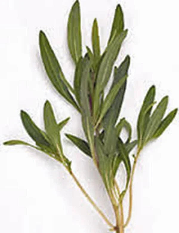 Savory Herb Seeds - 500+ Non-GMO Heirloom Summer Savory (Satureja hortensis) for Culinary Use and Home Gardening
