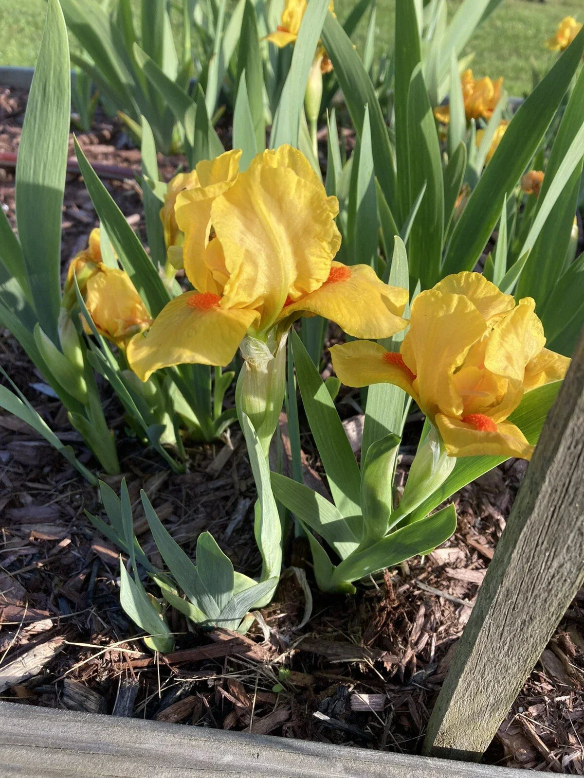 Dwarf Bearded Iris Rhizomes 4-Pack, Yellow Orange, Iris germanica, Early Bloom, Deer Resistant, Easy Care