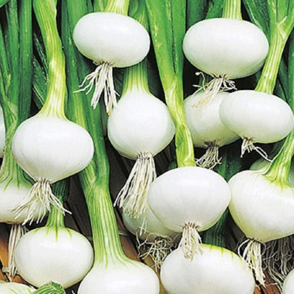 Barletta Onion Seeds | NON-GMO Heirloom | Sweet Mild Flavor | Allium cepa | 100 Seeds Packet