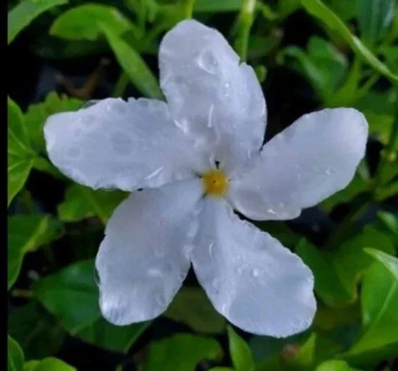 Pinwheel Jasmine Plants - 2 Plug Size - Fragrant Evergreen Perennial - Jasminum Genus - 5-7" Tall - White Flowers