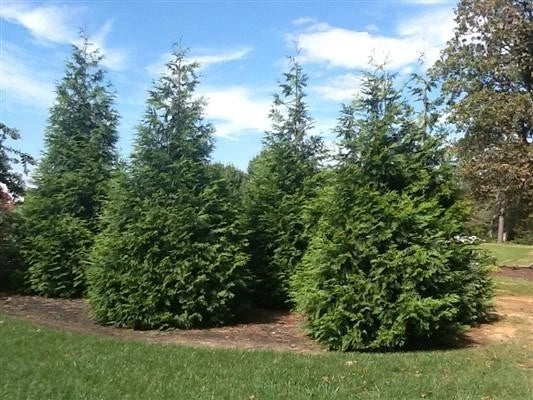 3 Green Giant Arborvitae 2.5" Pot Fast Growing Evergreen Privacy Screen Thuja 'Green Giant' 6-12" Height