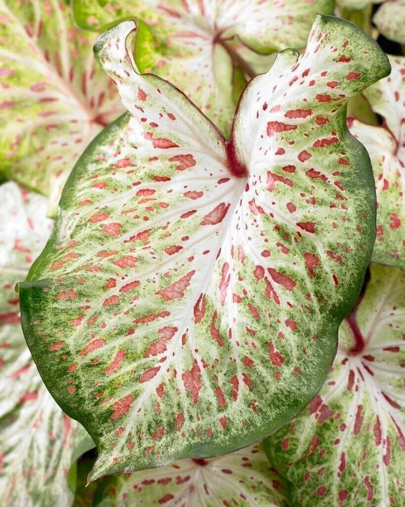 Caladium Bulbs - Gingerland Variety - Colorful Tropical Foliage - Caladium bicolor - Perfect for Shade Gardens