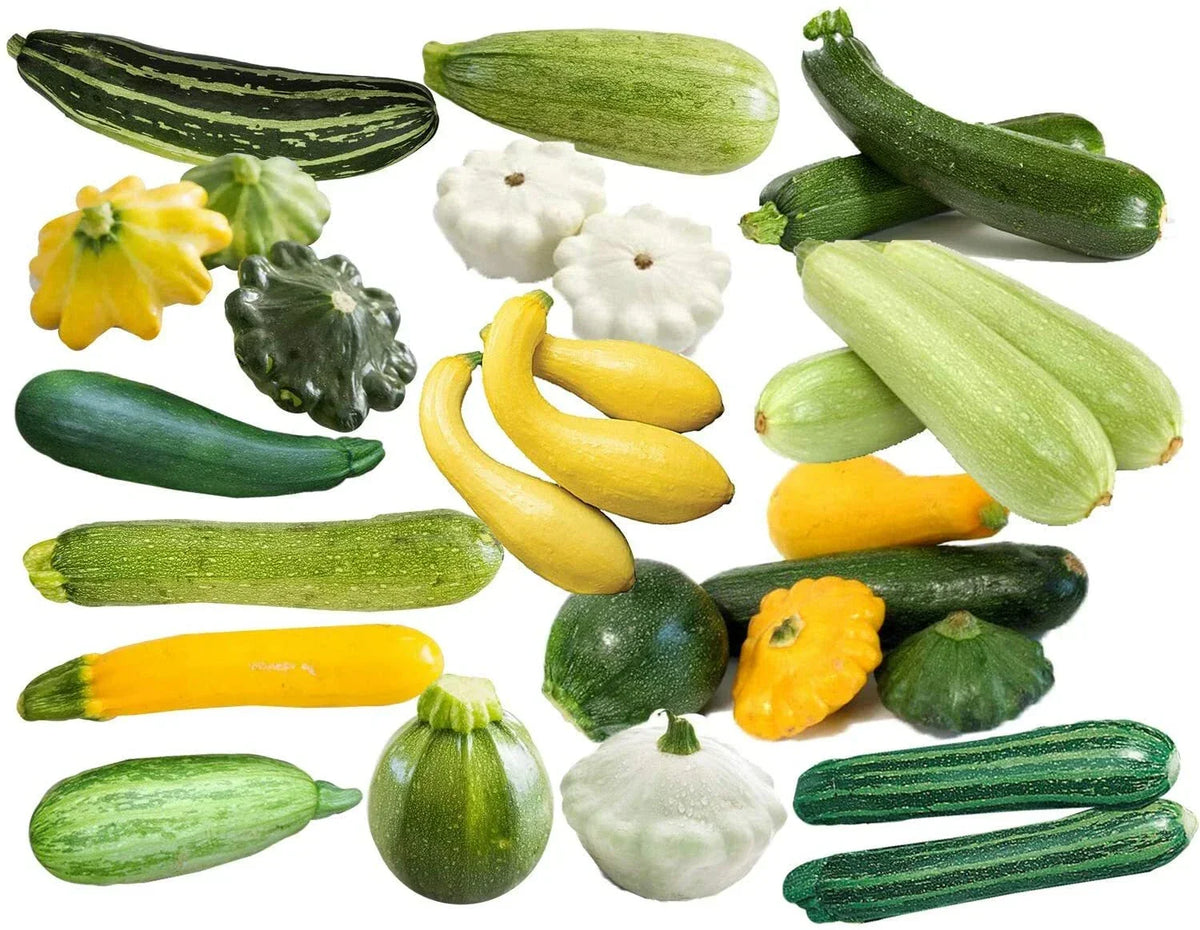 15+ Non-GMO Zucchini Seeds Mix - Cocozelle, Grey, Yellow Italian Varieties - Cucurbita pepo - Perfect for Home Gardens
