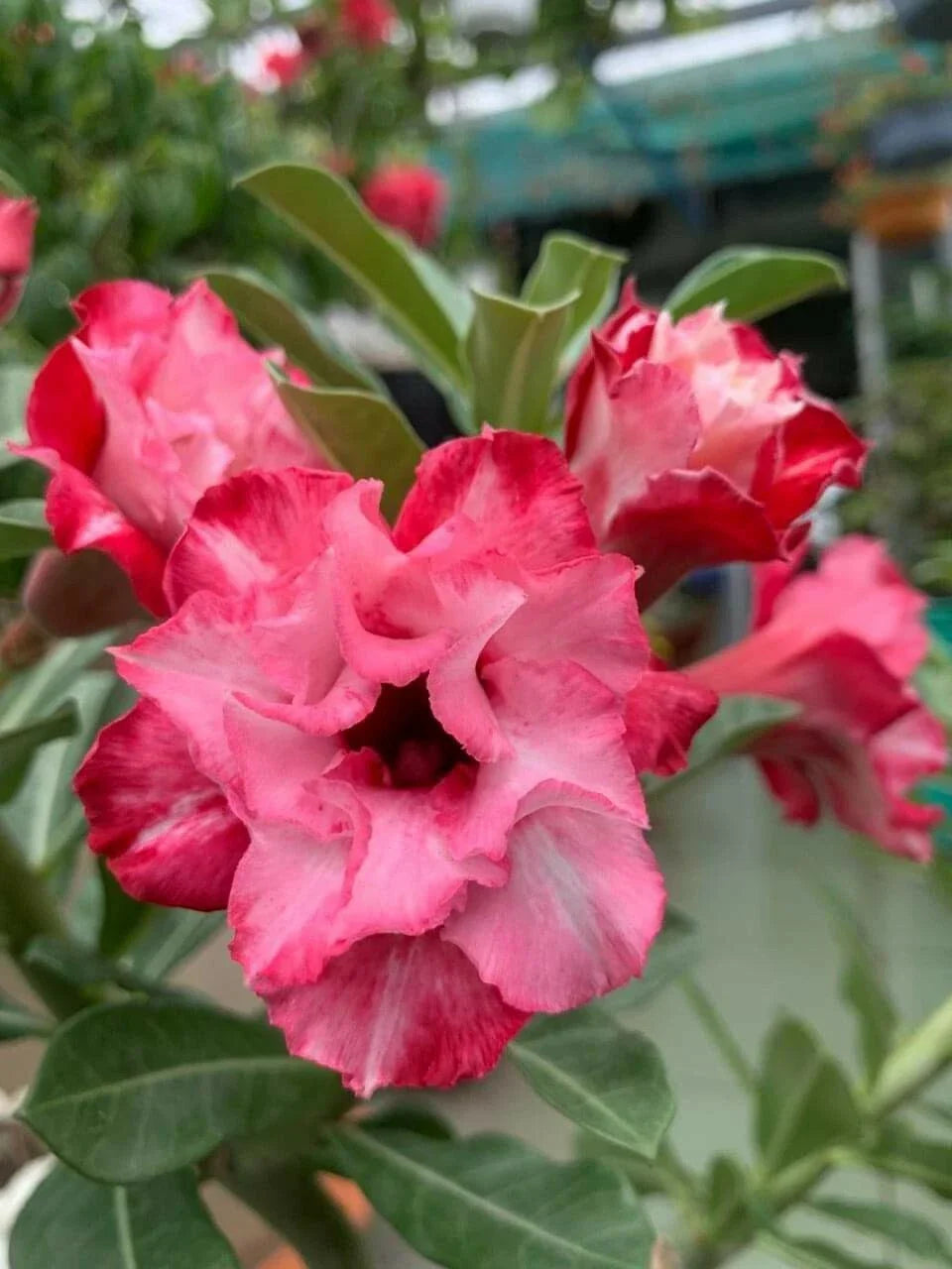 Double Red White Desert Rose Seeds - 10 Perennial Adenium Obesum Flower Seeds Mix for Vibrant Gardens