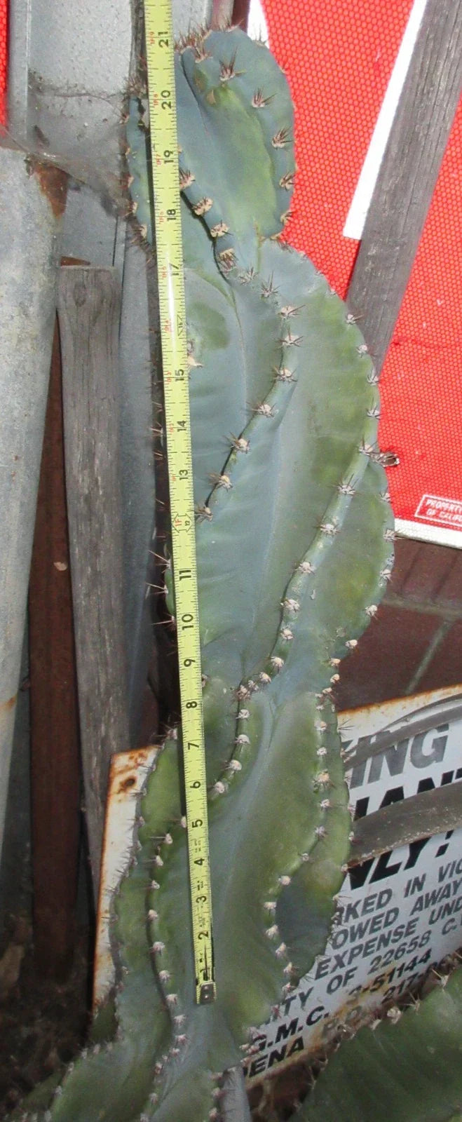 Columnar Cactus Cutting 21" Monstrose Cereus Peruvianus Spiralis - Unique Spiraled Growth, Easy Care Cactus for Home & Garden