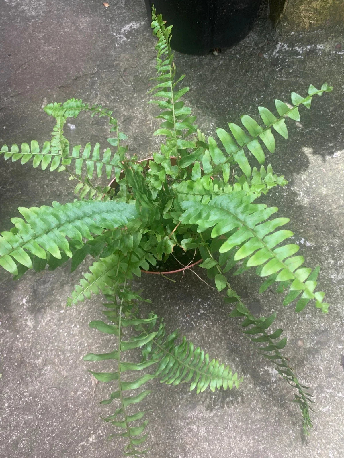 Rooted Boston Fern Plant - 6-Inch Lush Green Indoor/Outdoor Decor - Nephrolepis exaltata - Easy Care, Air-Purifying Houseplant
