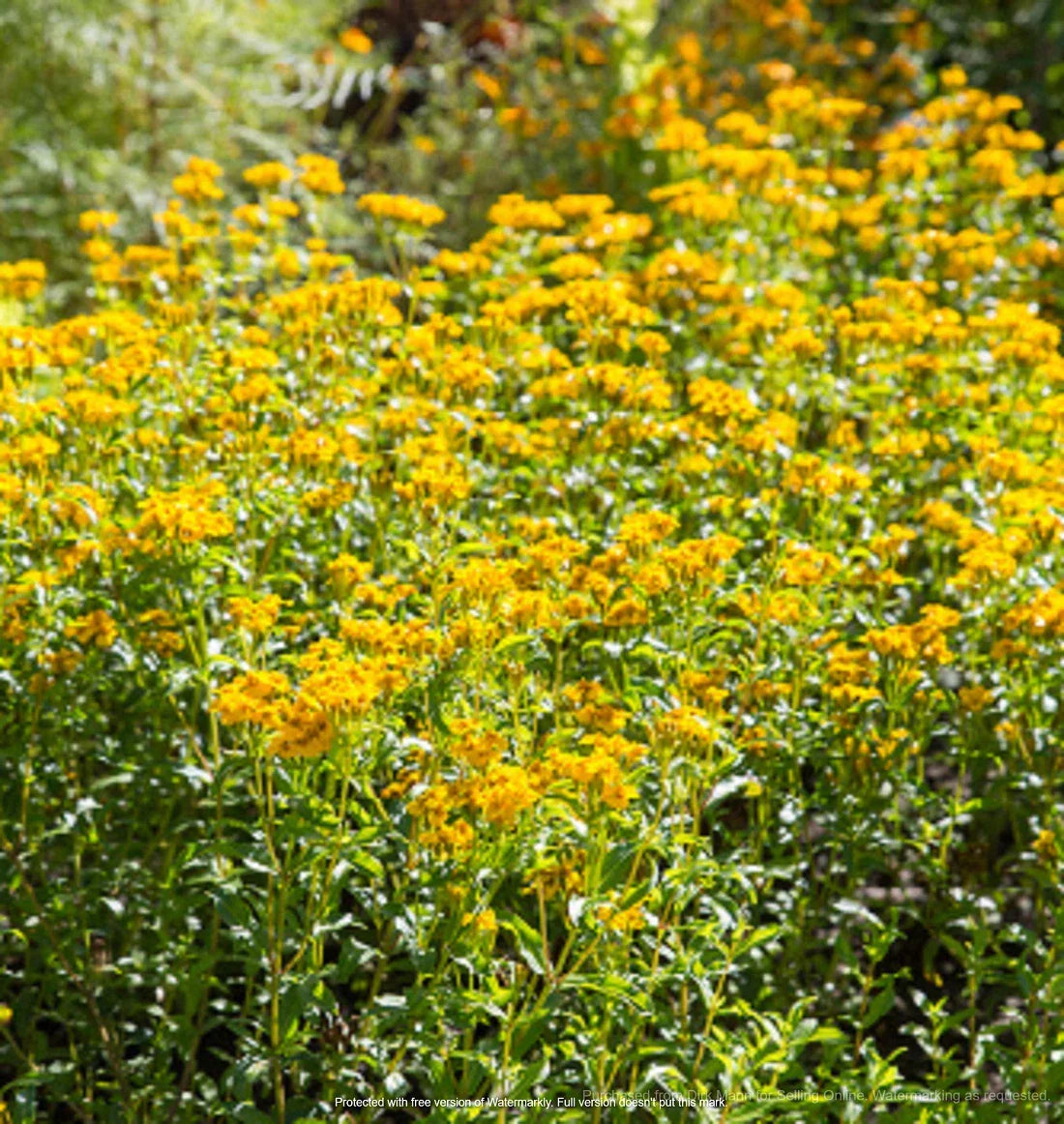 Mexican Mint Marigold Seeds 100+ | Tagetes Lucida | Culinary Herb & Flower | Heirloom Variety
