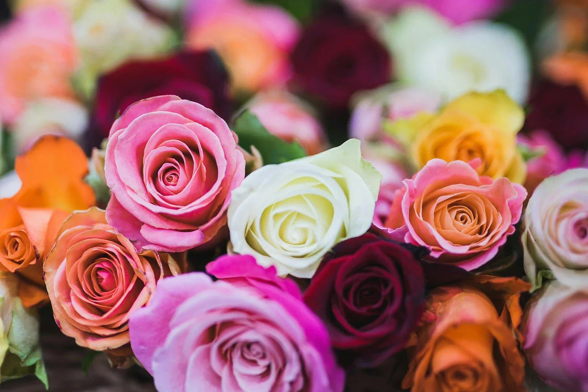 Mix Rose Seeds - 5 Seeds - Perennial Variety - Rosa - Rare Flowering Plants for Vibrant Gardens