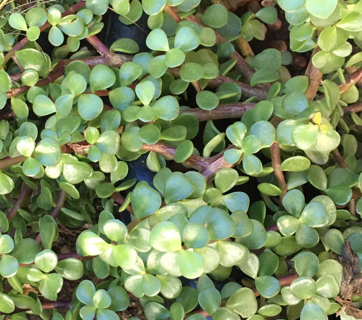 20 Cuttings 6" Portulacaria Afra Elephant Bush Succulent Dwarf Jade Plant - Ideal for Indoor/Outdoor, Low Maintenance, Propagation Friendly