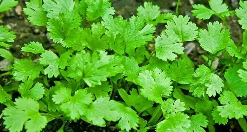 Cilantro Seeds 100+ Pack, Culinary Herb for Cooking, Coriandrum sativum, Mexican Flavor, High Germination Rate