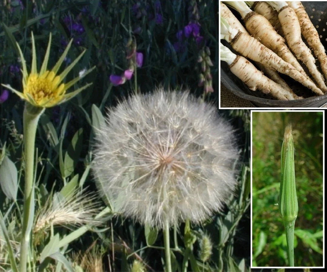 Mammoth Sandwich Island Salsify Seeds - 50+ Seeds - White Oyster Flavor - Tragopogon porrifolius - Heirloom Vegetable