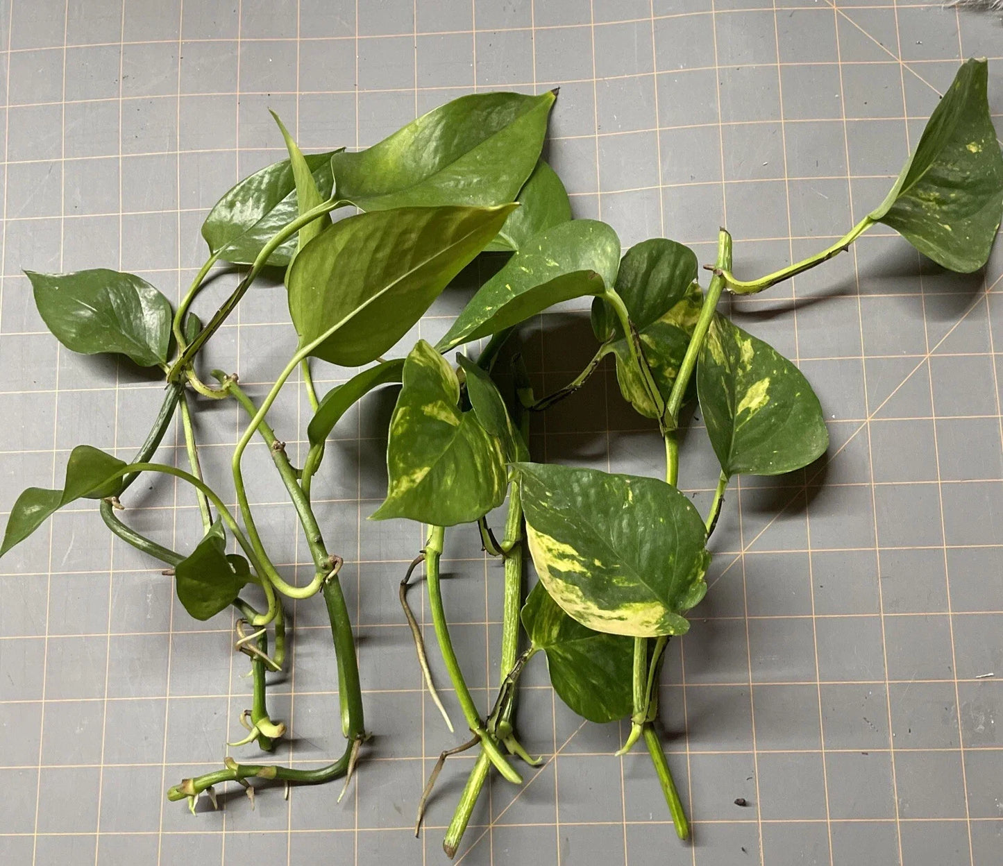 Golden Pothos Plant Rooted Cuttings - 5 Healthy Starter Plants for Indoor Greenery - Epipremnum aureum