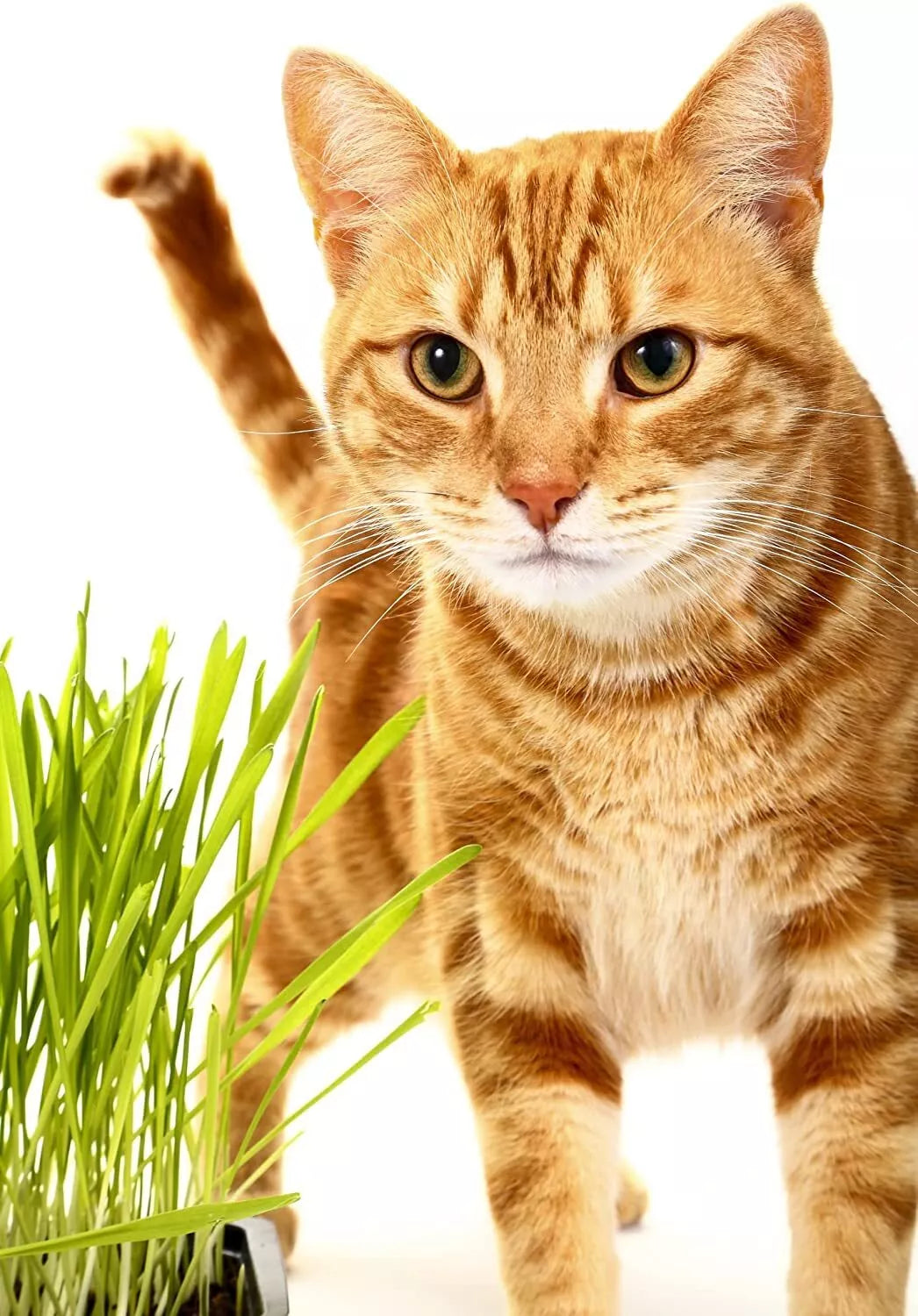 Catgrass Seeds - Hard Red Winter Wheat, Non-GMO, High Germination, Sprouting Seeds for Cats, Triticum aestivum