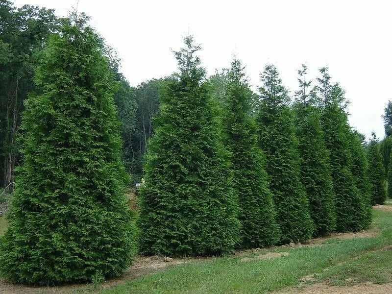 Green Giant Arborvitae Starter Plants Set of 2, Thuja Standishii Plicata, Fast-Growing Evergreen for Hedges, Zones 5-7