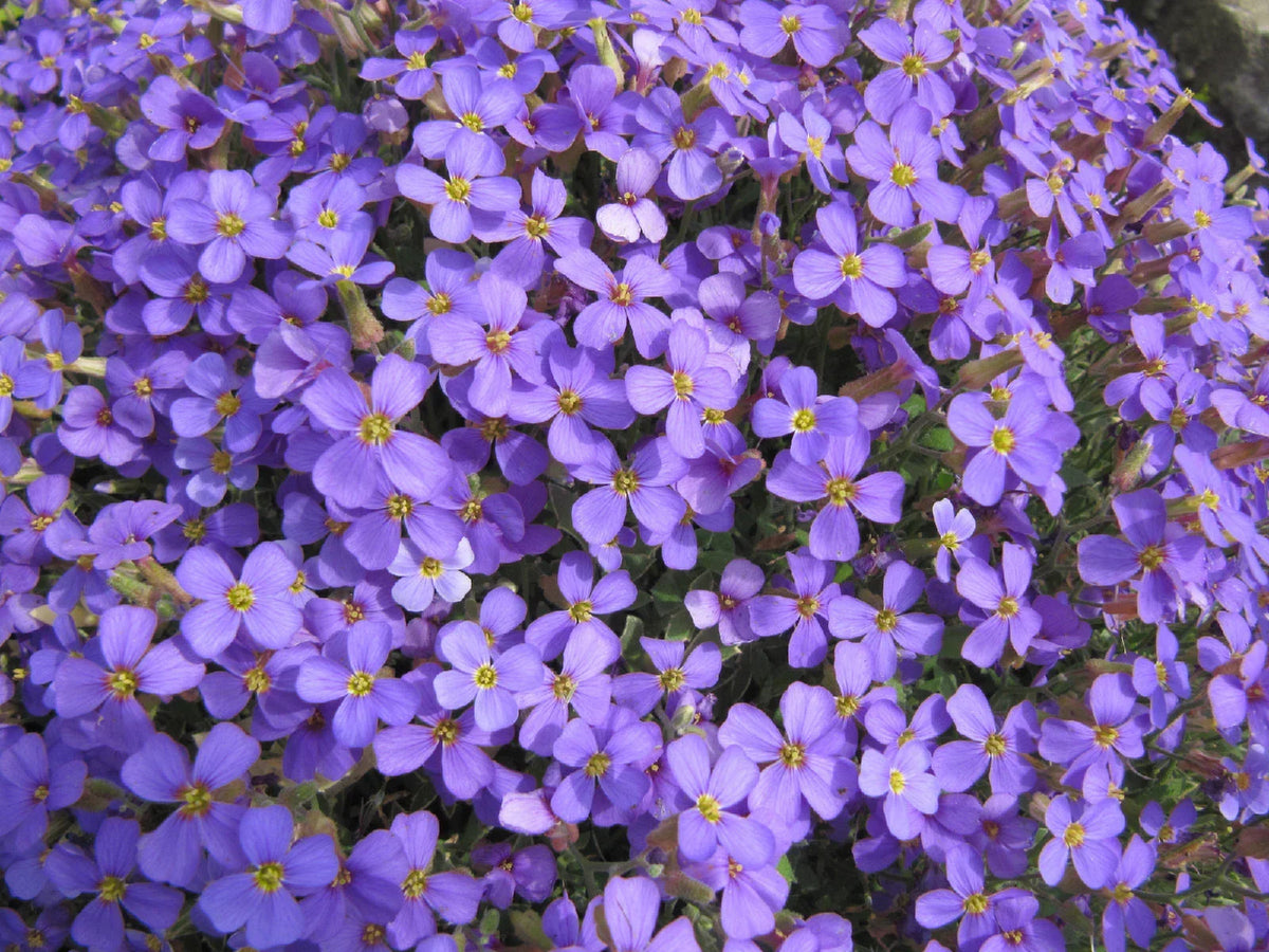 385 Rockcress Seeds - Purple Flower Perennial - Aubrieta deltoidea - Non-GMO Garden Plants for Easy Growing