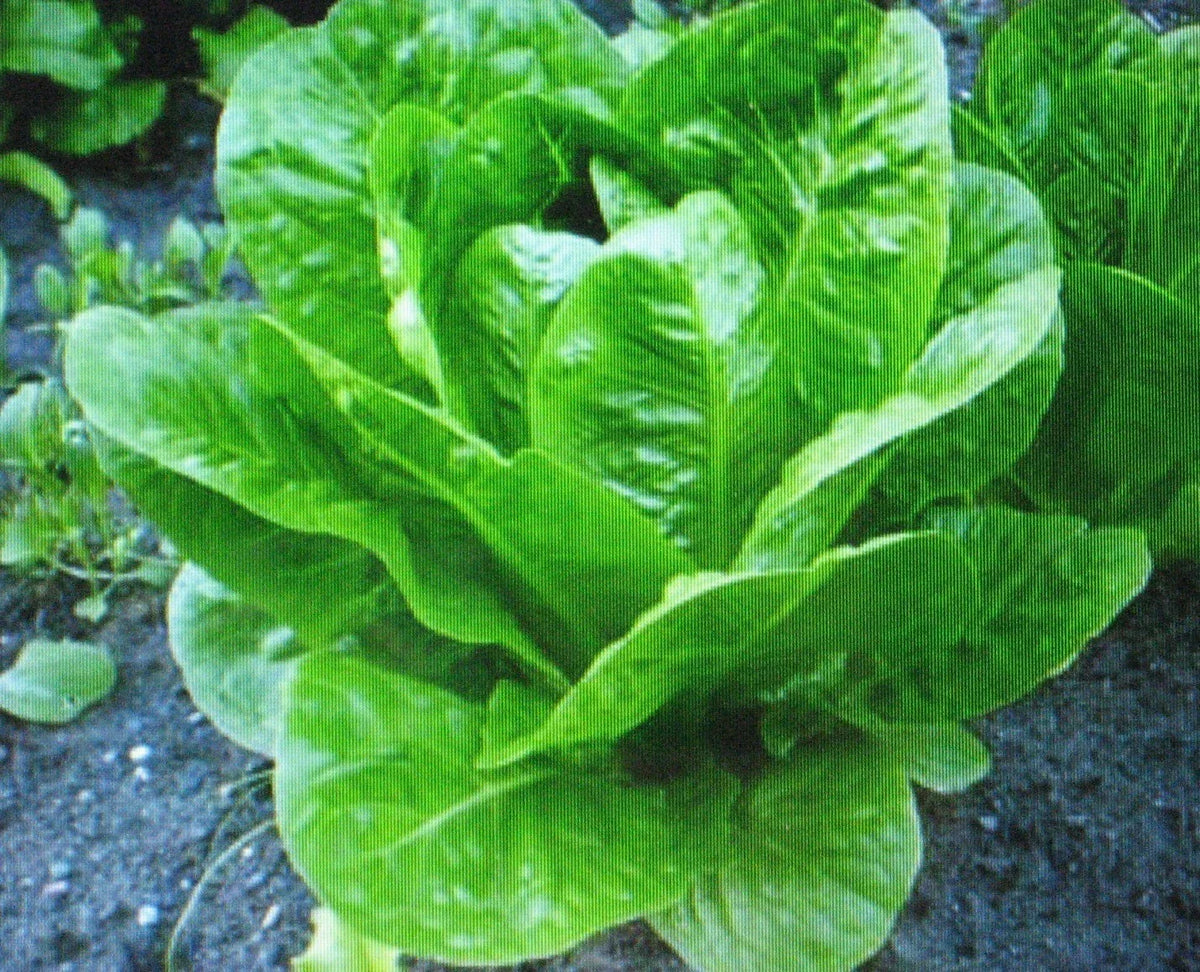 Romaine Lettuce Seeds - 200 Seeds - Parris Island Cos - Lactuca sativa - Nutritious Garden Greens