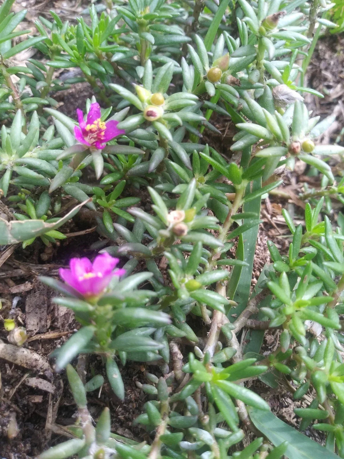 Organic Live Rooted Succulents 2-Pack, Pink Blooms, Drought Tolerant Native Plants, Perfect for Low Maintenance Gardens