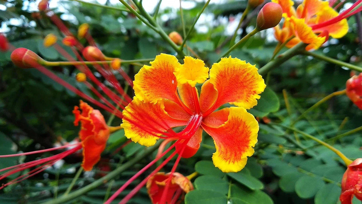 Peacock Flower Seeds - 10 Seeds - Red Variety - Caesalpinia pulcherrima - Tropical Flowering Plant for Garden