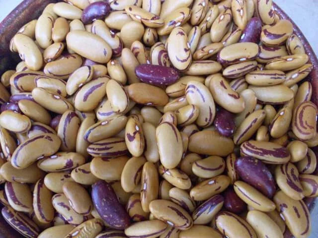 Tiger's Eye Beans - 10 Heirloom Seeds, Bush Shell Variety, Beautiful Golden Color, Phaseolus vulgaris