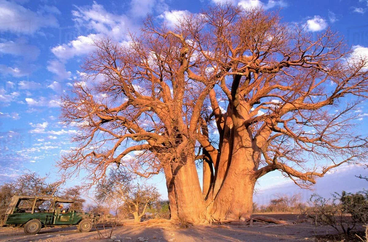 African Baobab Seeds 10 Count - Drought-Tolerant Tree, Unique Landscape Plant, Adansonia digitata