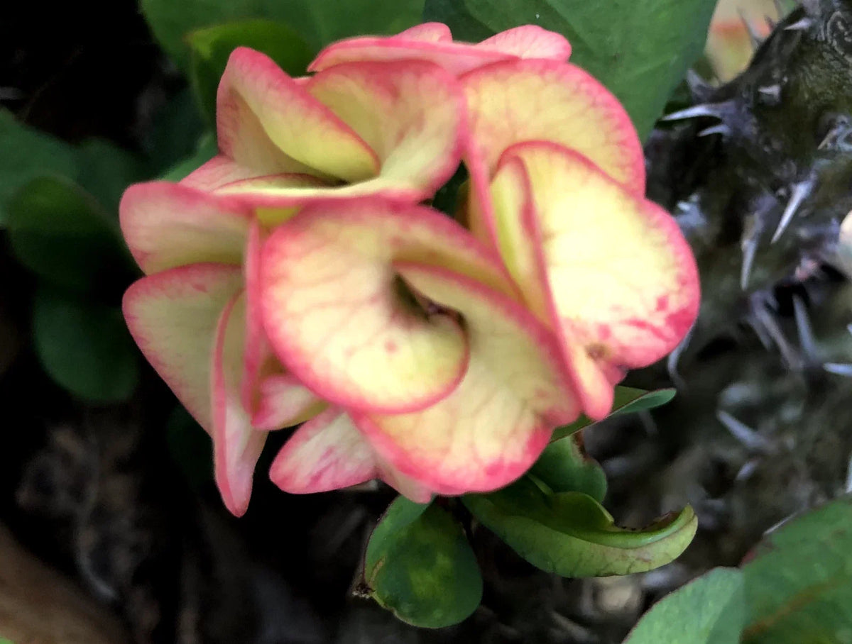 Rooted Cutting - Thai Hybrid Crown of Thorns Julia - Euphorbia milii - Vibrant Succulent for Indoor/Outdoor Garden