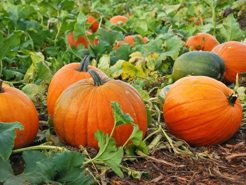 Jack O'Lantern Pumpkin Seeds - 10 Organic Seeds - Cucurbita pepo - USA Grown for Carving & Decorating