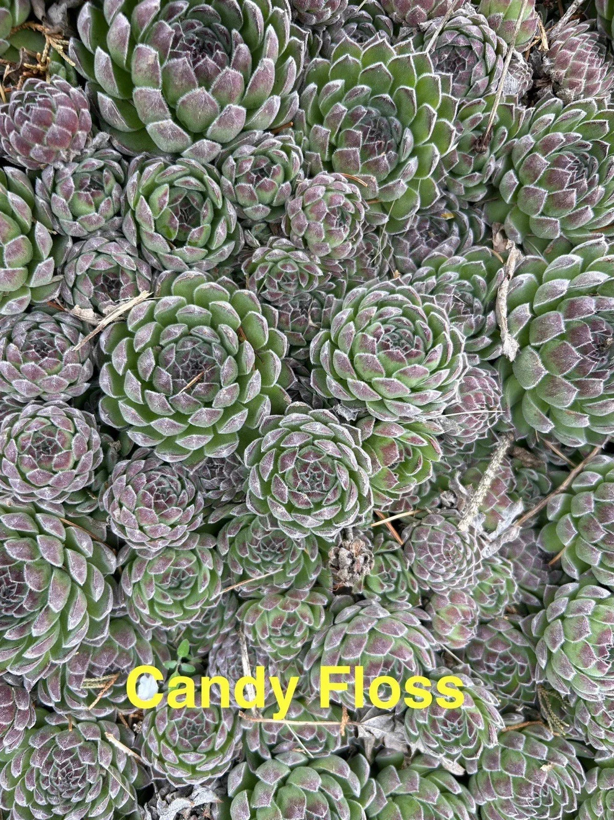 10 Live Candy Floss Hens and Chicks Succulents, Sempervivum spp., Hardy Perennials for Zones 4-8, Non-Potted Garden Plants