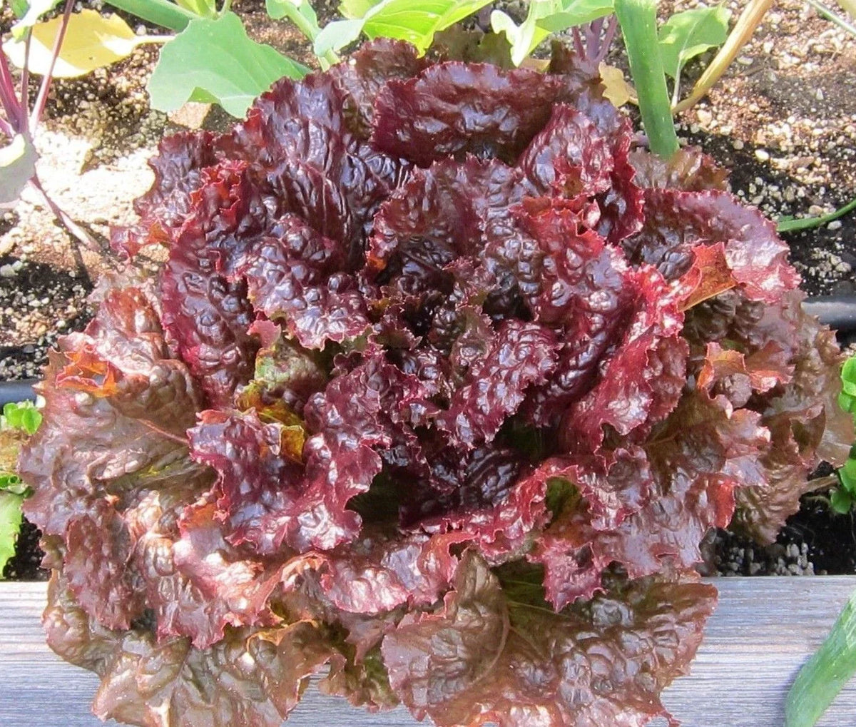 Ruby Leaf Lettuce Seeds, NON-GMO, Deep Red Summer Variety, Lactuca sativa - Perfect for Fresh Salads