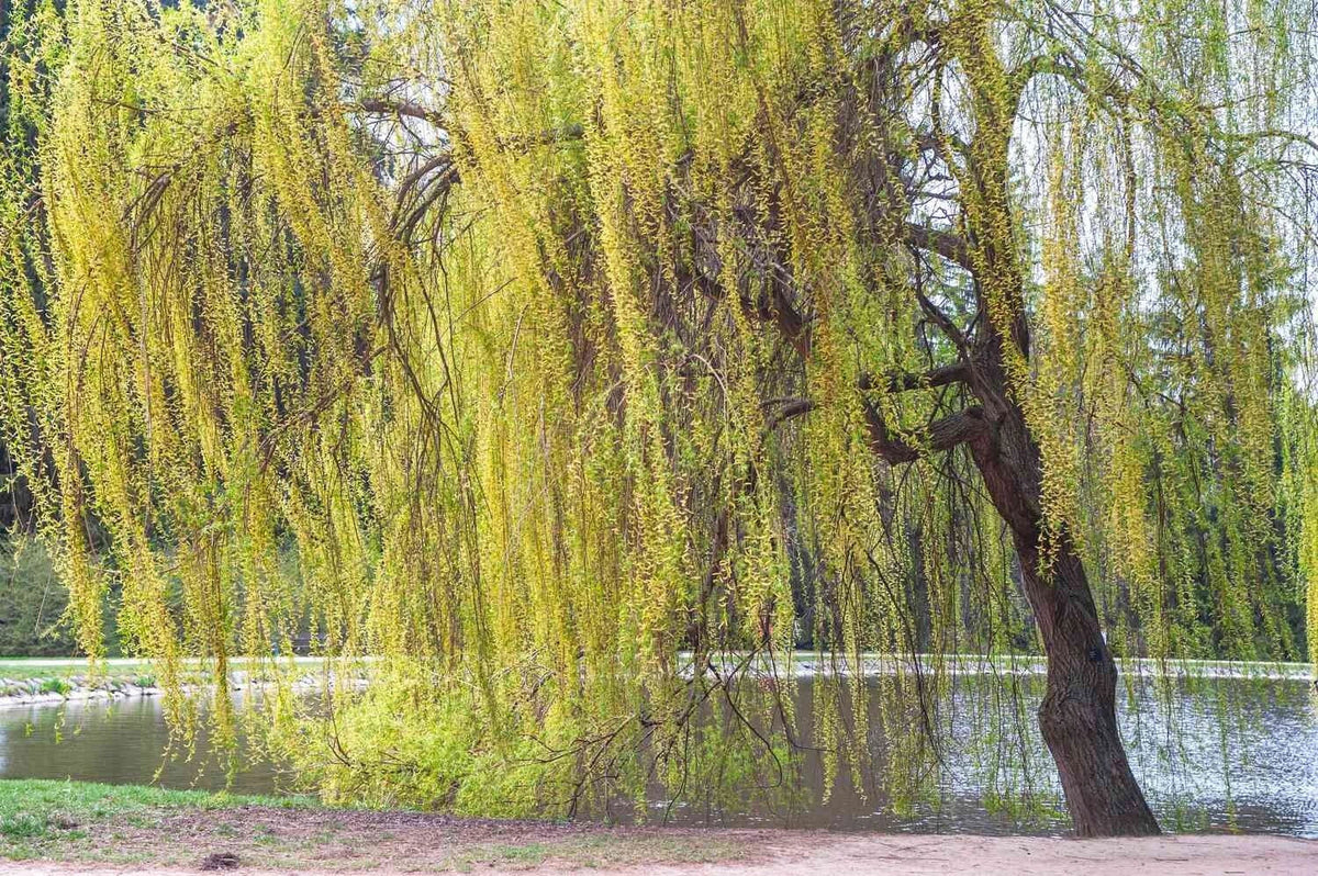 Golden Willow Tree Cuttings 10 Pack - Salix alba 'Vitellina' - Fast-Growing, Easy to Grow, Ideal for Garden Landscaping